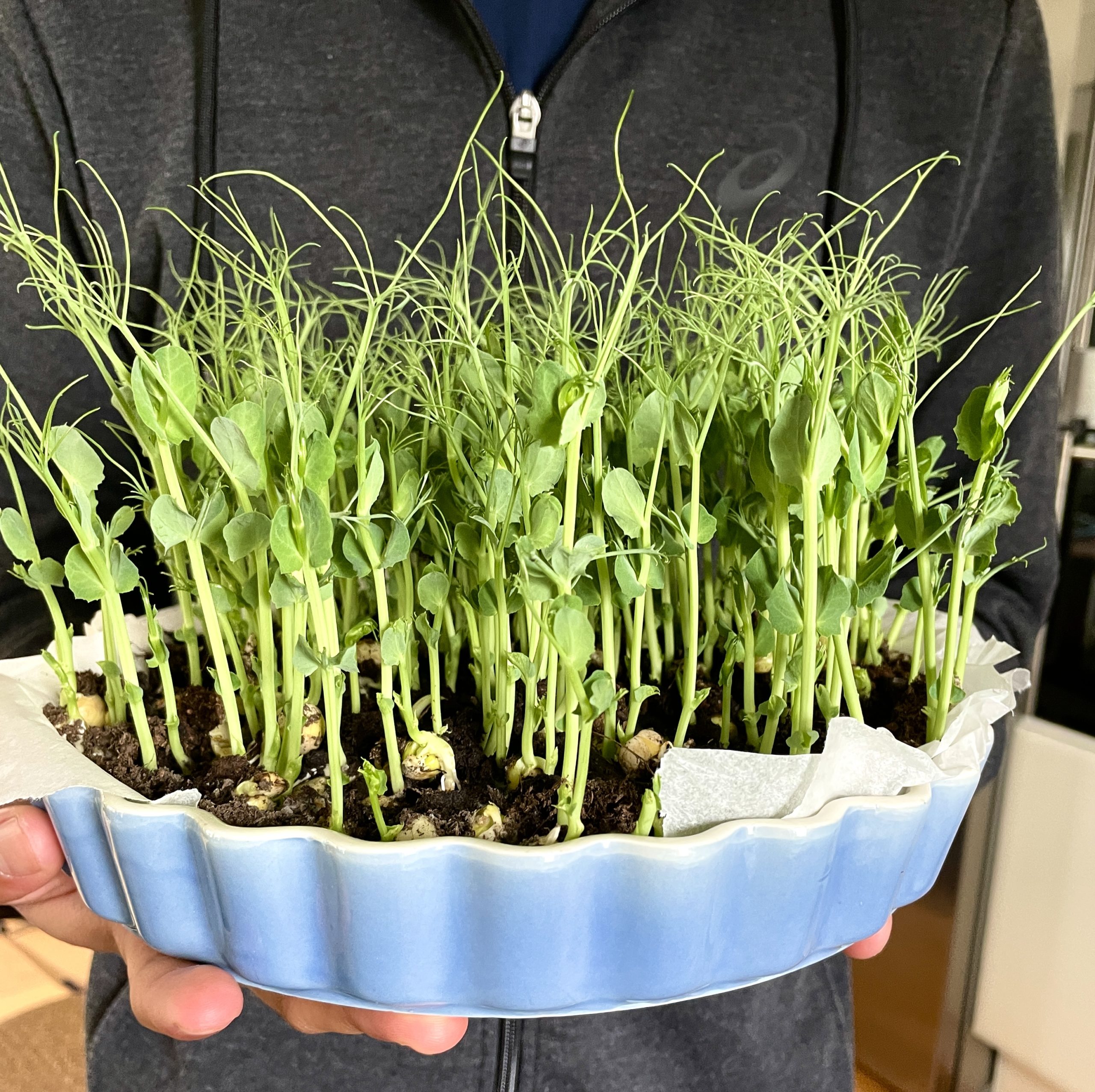 Ärtskott – odla dina egna hemma!