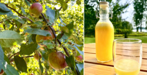 Nifaköket gör shot med äpple, ingefära och citron